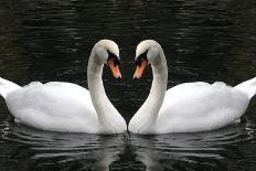 Swan Symbol of Love-mamaluk-Stretched Canvas