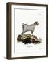 Mamber Goat-null-Framed Giclee Print