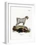 Mamber Goat-null-Framed Giclee Print