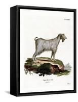 Mamber Goat-null-Framed Stretched Canvas