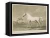 Mambrino, after George Stubbs, 1788-Charles Howard Hodges-Framed Stretched Canvas