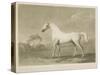 Mambrino, after George Stubbs, 1788-Charles Howard Hodges-Stretched Canvas