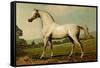 Mambrino-Samuel Sidney-Framed Stretched Canvas