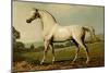 Mambrino-Samuel Sidney-Mounted Art Print