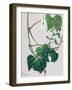 Mame-Megata Morikaga-Framed Art Print