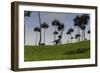 Mamenchisaurus Walking across a Grassy Field-null-Framed Premium Giclee Print