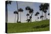 Mamenchisaurus Walking across a Grassy Field-null-Stretched Canvas