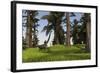 Mamenchisaurus Walking Along a Nearby Swamp-null-Framed Art Print