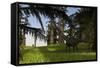 Mamenchisaurus Walking Through Swampy Water-null-Framed Stretched Canvas