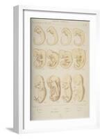 Mammal Embryos, 1905-Ernst Heinrich Philipp August Haeckel-Framed Giclee Print