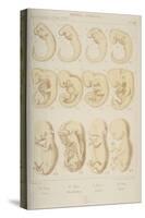 Mammal Embryos, 1905-Ernst Heinrich Philipp August Haeckel-Stretched Canvas