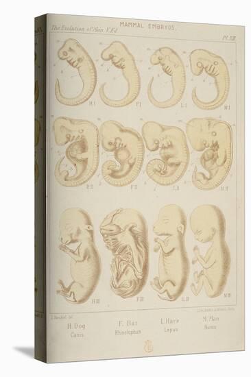 Mammal Embryos, 1905-Ernst Heinrich Philipp August Haeckel-Stretched Canvas