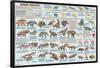 Mammal Evolution-null-Framed Poster