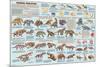 Mammal Evolution-null-Mounted Poster