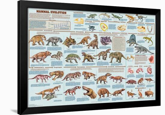 Mammal Evolution-null-Framed Poster