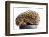 Mammal-JanPietruszka-Framed Photographic Print
