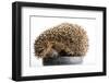 Mammal-JanPietruszka-Framed Photographic Print