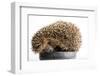 Mammal-JanPietruszka-Framed Photographic Print