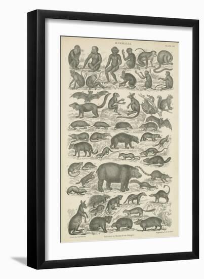 Mammalia-null-Framed Premium Giclee Print