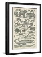 Mammalia-null-Framed Premium Giclee Print