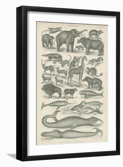 Mammalia-null-Framed Giclee Print