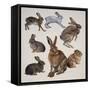 Mammals Belonging to the Leporidae Family-null-Framed Stretched Canvas