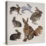 Mammals Belonging to the Leporidae Family-null-Stretched Canvas