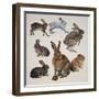 Mammals Belonging to the Leporidae Family-null-Framed Giclee Print