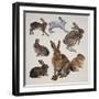 Mammals Belonging to the Leporidae Family-null-Framed Giclee Print