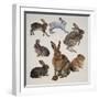 Mammals Belonging to the Leporidae Family-null-Framed Giclee Print