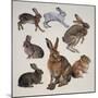 Mammals Belonging to the Leporidae Family-null-Mounted Giclee Print