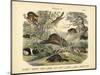 Mammals, C.1860-null-Mounted Giclee Print