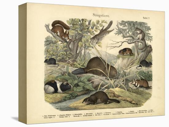 Mammals, C.1860-null-Stretched Canvas