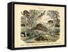 Mammals, C.1860-null-Framed Stretched Canvas