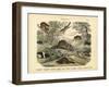 Mammals, C.1860-null-Framed Giclee Print