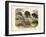 Mammals, C.1860-null-Framed Giclee Print