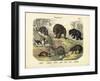 Mammals, C.1860-null-Framed Giclee Print