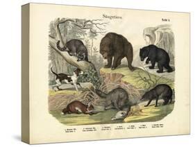 Mammals, C.1860-null-Stretched Canvas