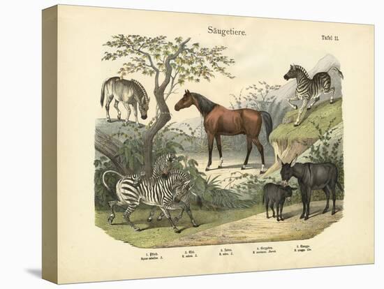 Mammals, C.1860-null-Stretched Canvas