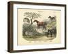 Mammals, C.1860-null-Framed Giclee Print