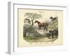 Mammals, C.1860-null-Framed Giclee Print