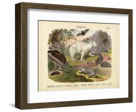 Mammals, C.1860-null-Framed Giclee Print