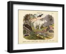 Mammals, C.1860-null-Framed Giclee Print