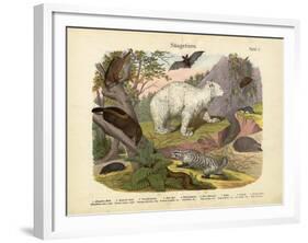 Mammals, C.1860-null-Framed Giclee Print