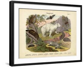 Mammals, C.1860-null-Framed Giclee Print