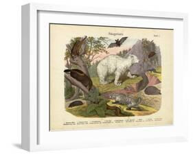 Mammals, C.1860-null-Framed Giclee Print