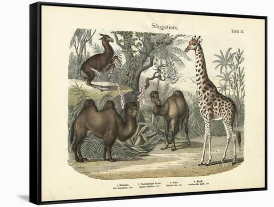 Mammals, C.1860-null-Framed Stretched Canvas