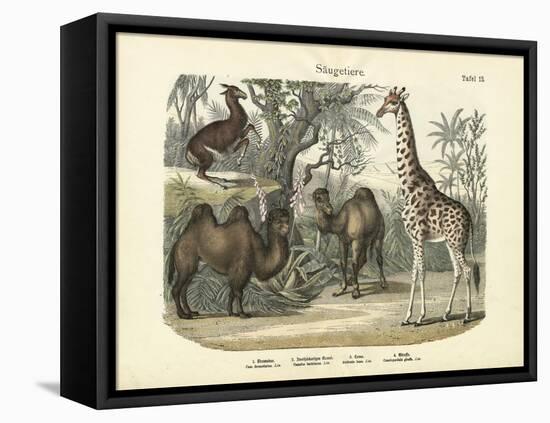 Mammals, C.1860-null-Framed Stretched Canvas