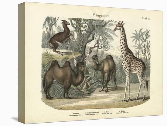 Mammals, C.1860-null-Stretched Canvas