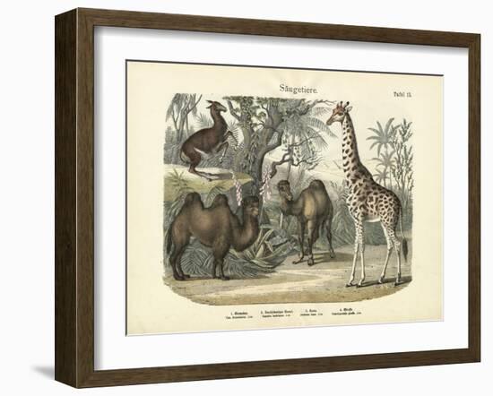 Mammals, C.1860-null-Framed Giclee Print